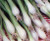 Onion Green Bunching Great Heirloom Vegetable 500 Seeds