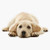 Yellow Lab Puppy Vinyl Waterproof Sticker Decal Car Laptop Wall Window Bumper Sticker 5 inch