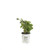 Cityline Paris Bigleaf Hydrangea -Macrophylla- Live Shrub Pink Red and Green Flowers 4.5 in. Quart Cityline Paris Bigleaf Hydrangea -Macrophylla- Live Shrub Pink Red and Green Flowers 4.5 in. Quart