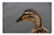 LESGAULEST Doormat Floor Rug/Mat -23.6 x 15.7 inch- - Duck Beak Nature Bird Spring Lake Pond Brown