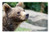 LESGAULEST Doormat Floor Rug/Mat -23.6 x 15.7 inch- - Brown Bear Young Animal Bear Animal Wild Animal