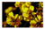 LESGAULEST Doormat Floor Rug/Mat -23.6 x 15.7 inch- - Flower Nature Plant Broom Yellow Bloom