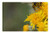 LESGAULEST Doormat Floor Rug/Mat -23.6 x 15.7 inch- - Fertilization Bee Flower Yellow Spring Nature 1