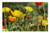 LESGAULEST Doormat Floor Rug/Mat -23.6 x 15.7 inch- - Klatschmohn Flowers Poppy Yellow Red Orange 2 LESGAULEST Doormat Floor Rug/Mat -23.6 x 15.7 inch- - Klatschmohn Flowers Poppy Yellow Red Orange 2