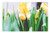 LESGAULEST Doormat Floor Rug/Mat -23.6 x 15.7 inch- - Flower Yellow Petal Bloom Garden Plant Nature 3