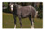 LESGAULEST Doormat Floor Rug/Mat -23.6 x 15.7 inch- - Horse Mammal Pasture Foal Animal Brown Coupling