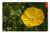 LESGAULEST Doormat Floor Rug/Mat -23.6 x 15.7 inch- - Klatschmohn Flowers Poppy Yellow Poppy Flower 1 LESGAULEST Doormat Floor Rug/Mat -23.6 x 15.7 inch- - Klatschmohn Flowers Poppy Yellow Poppy Flower 1