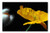 LESGAULEST Doormat Floor Rug/Mat -23.6 x 15.7 inch- - Yellow Poppy Poppy Yellow Blossom Bloom Flower LESGAULEST Doormat Floor Rug/Mat -23.6 x 15.7 inch- - Yellow Poppy Poppy Yellow Blossom Bloom Flower