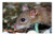 LESGAULEST Doormat Floor Rug/Mat -23.6 x 15.7 inch- - Mouse Nager Animal Cute Rodent Brown Nature 4