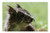 LESGAULEST Doormat Floor Rug/Mat -23.6 x 15.7 inch- - Squirrel Nature Wildlife Brown Creature Furry