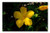 LESGAULEST Doormat Floor Rug/Mat -23.6 x 15.7 inch- - Flower Yellow Macro Bloom Spring Floral Nature 1