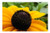 LESGAULEST Doormat Floor Rug/Mat -23.6 x 15.7 inch- - Flower Yellow Petals Garden Macro Nature 1