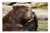 LESGAULEST Doormat Floor Rug/Mat -23.6 x 15.7 inch- - Bear Brown Bear Animals Nature Zoo Animal World 3
