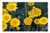 LESGAULEST Doormat Floor Rug/Mat -23.6 x 15.7 inch- - Yellow Flowers Summer Nature Summer Flowers Plant