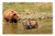 LESGAULEST Doormat Floor Rug/Mat -23.6 x 15.7 inch- - European Brown Bear Water Play Wild Animal Bear 2