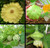 100 Patty Pan Squash -Scallop- SUMMER SQUASHScallop Yellow Bush Squash Seed
