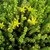 Sedum Seeds - Acre Golden Carpet - 1000 Seeds - Bright Yellow Flowers - Perennial Decorative Groundcover House Plant - Flower Garden - Sedum spurium