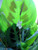 Green Prayer Plant - Maranta - Easy to Grow - 6 inch Hanging Basket