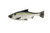 Savage Gear - Pulse Tail Shiner 7 inch LT Green Back