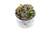 Ultum Nature Systems Cryptocoryne wendtii Brown in Vitro Tissue Culture Cup