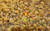 Leeve Dry Fruits Indian Superior Raisins - 200gms