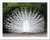 Barewalls Beautiful White Peacock Paper Print Wall Art -8in. x 10in.-
