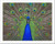 Peacock Paper Print Wall Art -8in. x 10in.-