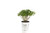 4.5 in. qt. Limelight Hardy Hydrangea -Paniculata- Live Shrub Green to Pink Flowers