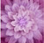 Dream Big - Magenta - Digital Panel -Large Floral - by Hoffman Fabrics