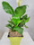 Jmbamboo - Peace Lily Plant - Spathyphyllium - Decorative 5 Lime Green Pot