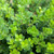 Southern Living Plant Collection SL-69Q Baby Gem Boxwood 2.5 qt Green