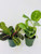 1 Red and 1 Green Prayer Plant - Maranta - Easy to grow - 4 inch Pot/unique-from Jmbamboo
