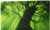 Ultimate Guard Play Mat Magic The Gathering Series Forest