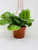 Jmbamboo-Green Prayer Plant - Maranta - Easy to Grow - 6 inch Hanging Basket