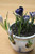 1 Crocus Indoor Forcing Kit - Ceramic PotSoil  and  10 Crocus Bulb Great Gift -Yellow-