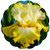 Stargazer Perennials Yellow Bearded Iris Plant Potted - Zesting Lemons Large Yellow and White Flowers - Easy to Grow Perennial German Iris