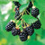 1 Arapaho Blackberry Plant - 2 year All Natural Grown - Ready for Fall Planting