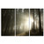 3 Pieces Modern Canvas Painting Wall Art The Picture For Home Decoration Sunrise In The Spring Beech Tree Wood Forest Landscape Print On Canvas Giclee Artwork For Wall Decor
