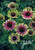 Echinacea -Coneflower- purpurea Green Twister 100 Seeds