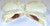 Scotts Cakes White Chocolate Covered Cinnamon Apple Butter Cookies in a 1 Pound Plastic Deli Container