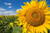 Grey Stripe Mammoth Sunflower Flower Seeds 50 Heirloom Seeds Per Packet Non GMO Seeds