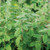 Davids Garden Seeds Herb Marjoram Zaatar AR2486 -Green- 50 Non-GMO Open Pollinated Seeds