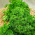 NIKA SEEDS - Herb Curly-Leaf Parsley Paramount Green - 2000 Seeds
