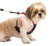 SPORN Nylon Non Pulling Dog Harness Small Red