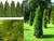 American Arborvitae White cedar Thuja occidentalis Tree Seeds -Evergreen- 50