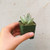 Panda Plant Kalanchoe Tomentosa Pussy Ears Chocolate Soldier Succulent -2 inch-