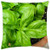 LESGAULEST Throw Pillow Cover -24x24 inch- - Basil Herb Spice Foliage Plant Flavor Green Food