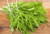 1000 Green MIZUNA Mustard Japanese Greens Brassica Juncea Herb Vegetable -ALYFP- ct Can Grow in Pot