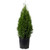 2.5 Qt - Emerald Green Arborvitae-Thuja occidentalis- - Evergreen Shrub/Tree -Trade Gallon-