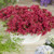 Outsidepride Sedum Spurium Coccineum Dragon's Blood Seeds - 5000 Seeds